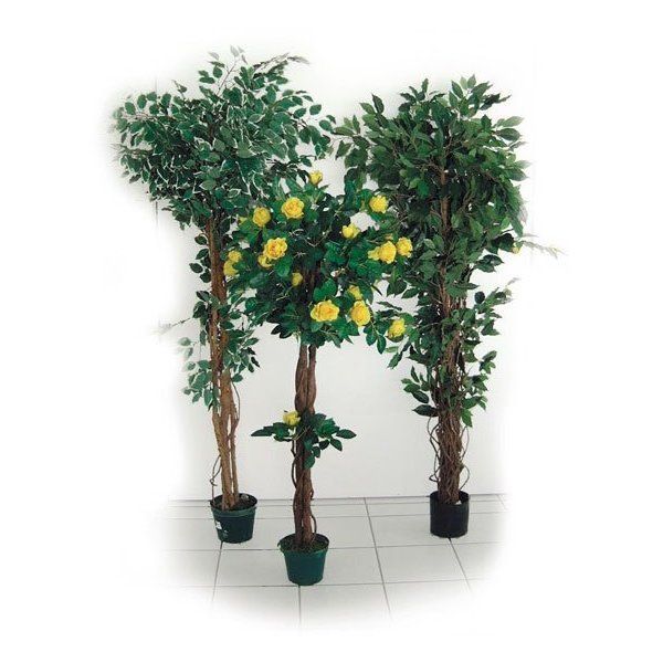 plante-rosier-h-1500-mm