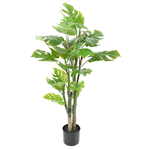 22353_118934-Philodendron
