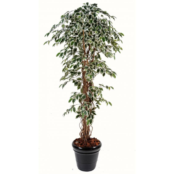 118931_ficus all-groups