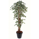 15437_118931_ficus