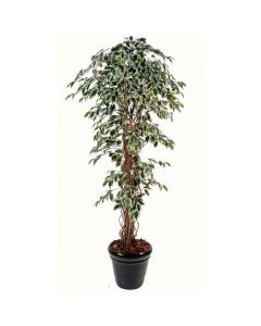 Ficus artificiel H 1800 mm